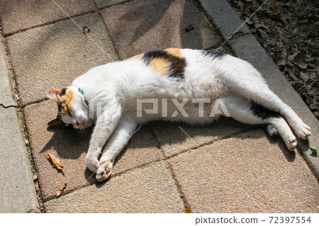 黏人的,貼心的,守衛,貓咪,喵喵,可愛,古錐,胖胖的,壯壯的,草地上,玩耍 72397554