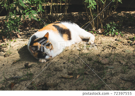 Sticky, caring, guard, cat, meow, cute, ancient cone, chubby, strong, grass, play Sticky, caring, guard, cat, meow, cute, ancient cone, chubby, strong, grass, play 72397555