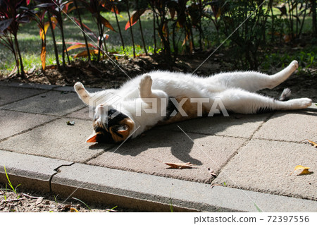 Sticky, caring, guard, cat, meow, cute, ancient cone, chubby, strong, grass, play Sticky, caring, guard, cat, meow, cute, ancient cone, chubby, strong, grass, play 72397556