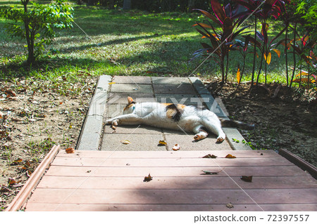 Sticky, caring, guard, cat, meow, cute, ancient cone, chubby, strong, grass, play Sticky, caring, guard, cat, meow, cute, ancient cone, chubby, strong, grass, play 72397557