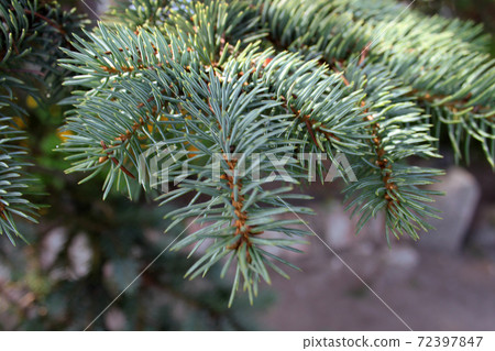 Blue Spruce tree branch paw needles natural abstract background. New Year, Christmas Tree Concept. Blue Spruce tree branch paw needles natural abstract background. New Year, Christmas Tree Concept. 72397847