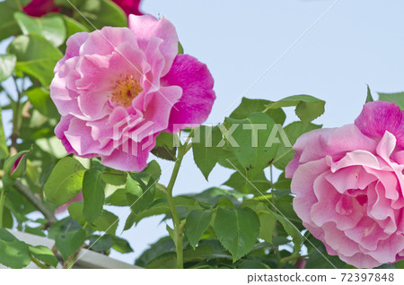 Pink roses are in bloom in the rose garden. The name of this rose is Sally Holmes. Pink roses are in bloom in the rose garden. The name of this rose is Sally Holmes. 72397848