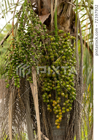 Queen Palm Tree 72397932