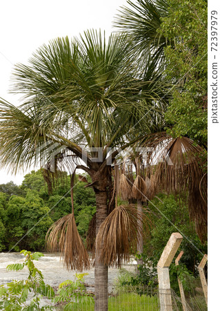 Moriche Palm Tree 72397979