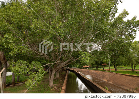 Weeping Fig in the apore river jump 72397980