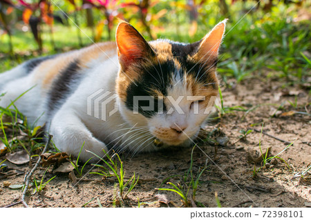 Sticky, caring, guard, cat, meow, cute, ancient cone, chubby, strong, grass, play Sticky, caring, guard, cat, meow, cute, ancient cone, chubby, strong, grass, play 72398101