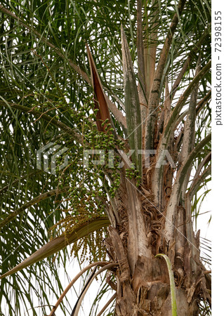 Queen Palm Tree 72398155