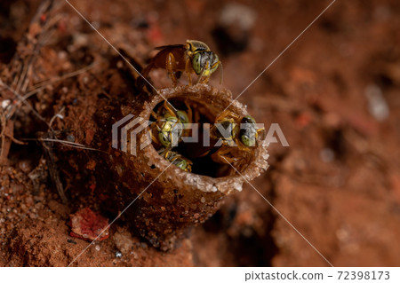 Adult Jatai bees 72398173