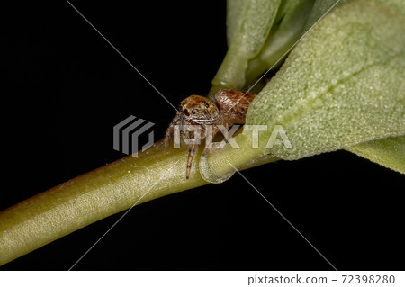 Small orange jumping spider 72398280