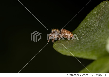 Small orange jumping spider Small orange jumping spider 72398281