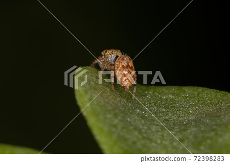 Small orange jumping spider Small orange jumping spider 72398283