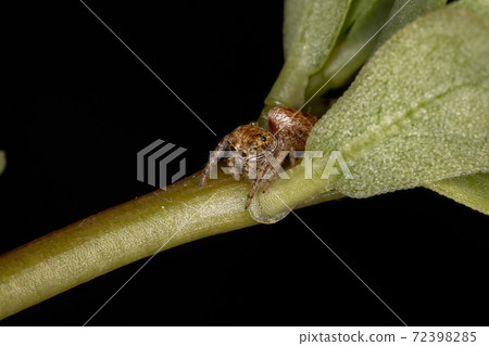 Small orange jumping spider Small orange jumping spider 72398285