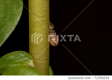 Small orange jumping spider Small orange jumping spider 72398293