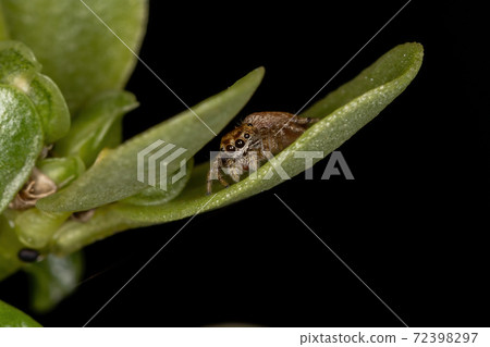 Small orange jumping spider Small orange jumping spider 72398297