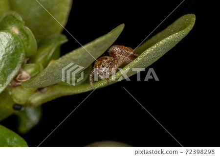 Small orange jumping spider 72398298