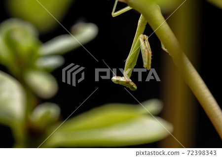 Small Male Mantid Small Male Mantid 72398343