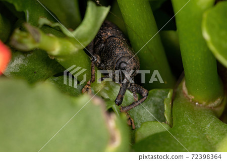 Adult black True Weevil Adult black True Weevil 72398364
