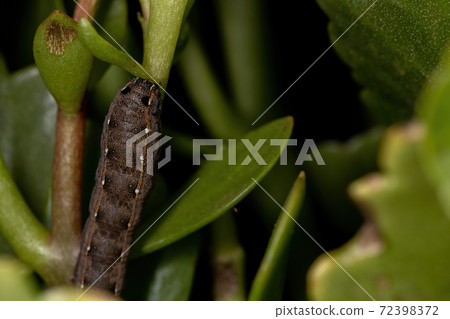 Caterpillar eating the plant Flaming Katy Caterpillar eating the plant Flaming Katy 72398372