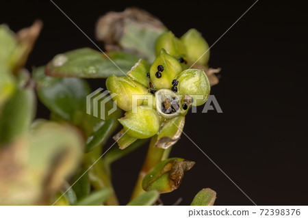 Fruits of a Common Purslane plant 72398376