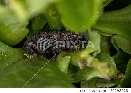 Adult black True Weevil 72398378
