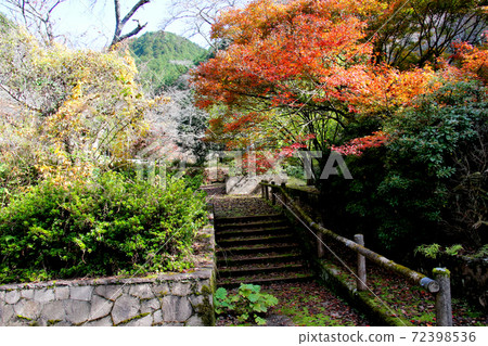 Autumn leaves in Kanegasaka Park in Kanegasaka, Tamba City Autumn leaves in Kanegasaka Park in Kanegasaka, Tamba City 72398536