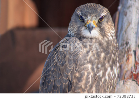 Saker falcon is sitting on a branch of a dry tree. 72398735