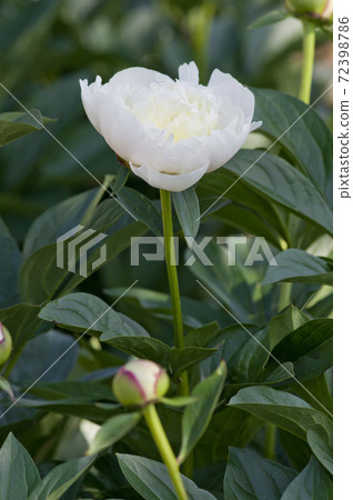 White peony is in bloom in the peony garden. The name of this peony is Dutchess de Nemours. White peony is in bloom in the peony garden. The name of this peony is Dutchess de Nemours. 72398786