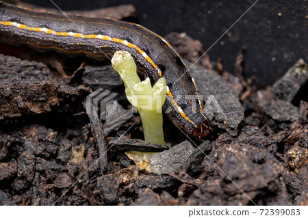 Caterpillar in the ground Caterpillar in the ground 72399083