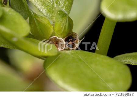 Fruits of a Common Purslane plant 72399087