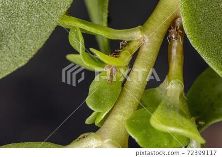 Brown Citrus Aphids eating a Common Purslane plant Brown Citrus Aphids eating a Common Purslane plant 72399117