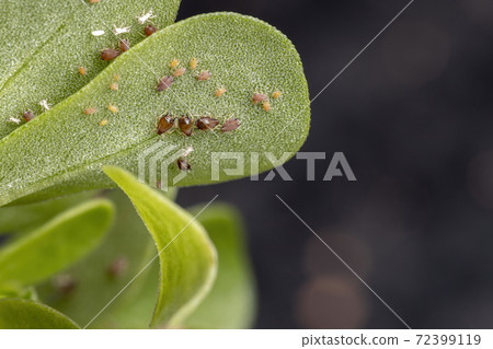 Brown Citrus Aphids eating a Common Purslane plant Brown Citrus Aphids eating a Common Purslane plant 72399119