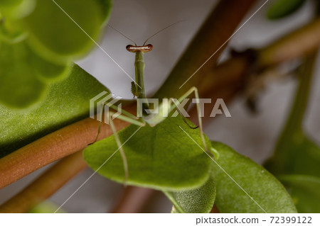 Male Mantid nymph 72399122