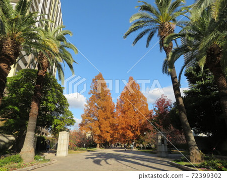 前廣島大學的象徵:鳳凰樹和水杉樹 前廣島大學的象徵:鳳凰樹和水杉樹 72399302