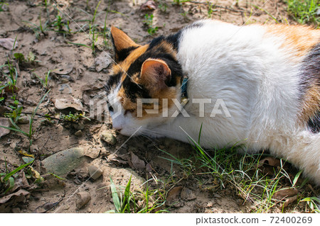 黏人的,貼心的,守衛,貓咪,喵喵,可愛,古錐,胖胖的,壯壯的,草地上,玩耍 72400269