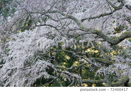 垂枝櫻花（山梨縣關氏寺） 72400417