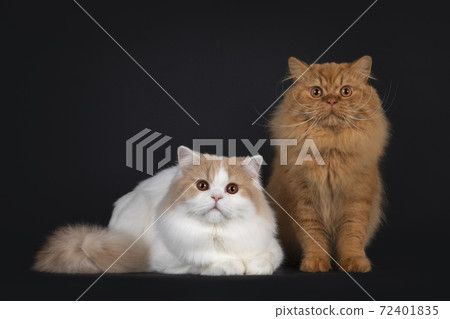 Two British Longahir cats on black background 72401835