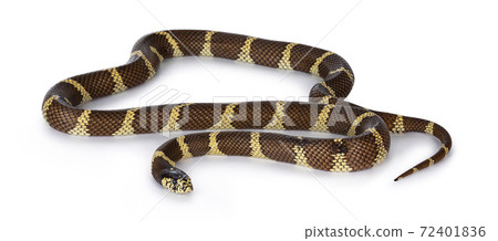 Adult California kingsnake aka Lampropeltis getula californiae snake, isolated on white background. 72401836
