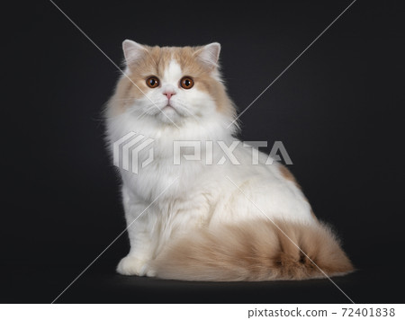 Creme with white British Longhair cat on black Creme with white British Longhair cat on black 72401838