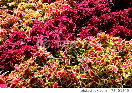 Solonostemon scutellarioides, main street's decoration in Opatija, Adriatic coast, Croatia Solonostemon scutellarioides, main street's decoration in Opatija, Adriatic coast, Croatia 72401849