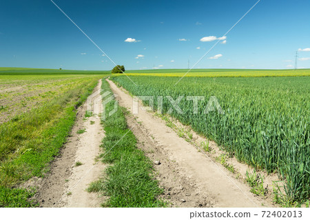 A long country road through fields with grain, horizon and blue sky A long country road through fields with grain, horizon and blue sky 72402013
