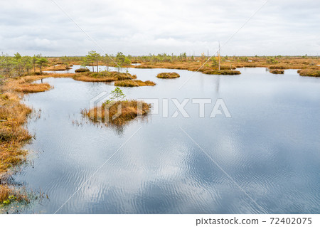 Small Wild Swamp Lake. Landscape Stock Photo Small Wild Swamp Lake. Landscape Stock Photo 72402075