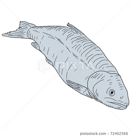 Natural marine fish sketch on white background Natural marine fish sketch on white background 72402568