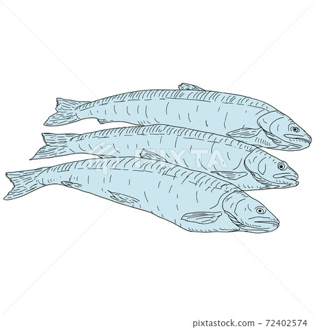 collection of natural marine fish sketch on white background collection of natural marine fish sketch on white background 72402574