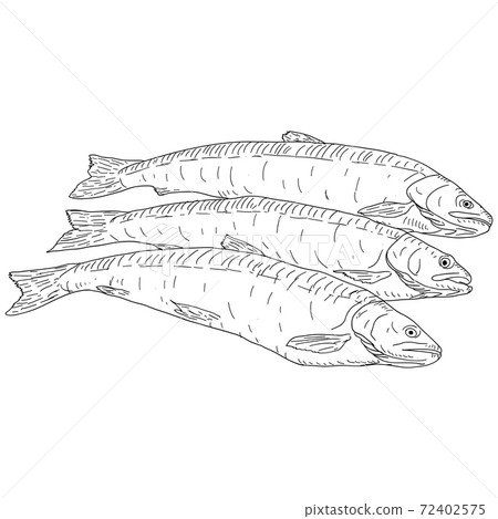 collection of natural marine fish sketch on white background 72402575