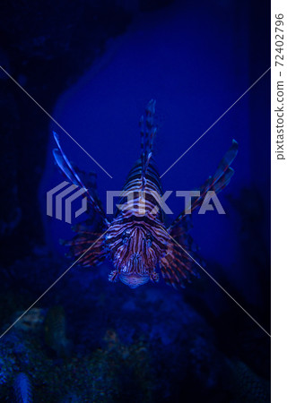 Lionfish Lionfish 72402796