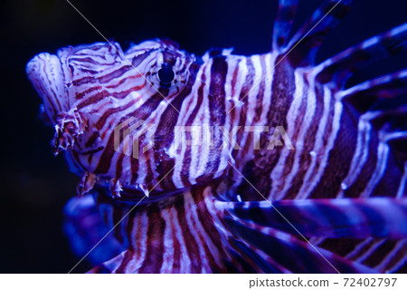 fish魚 72402797