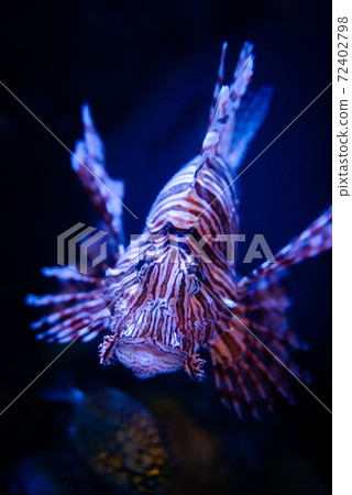 fish魚 72402798