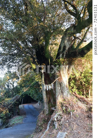 小岳神社的聖樹 小岳神社的聖樹 72403131