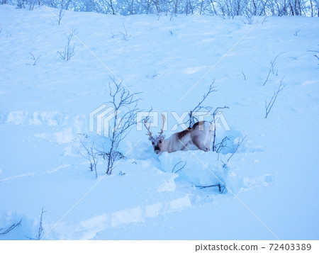 Rendeer in Norway Rendeer in Norway 72403389