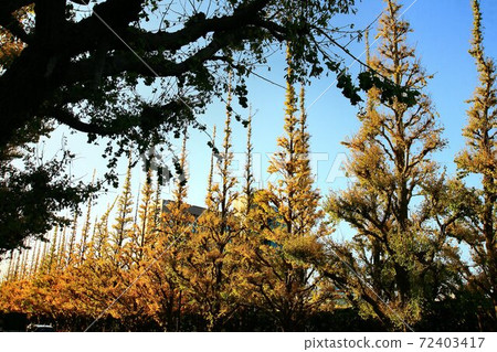 青山/神宮外苑一排盛開的銀杏樹 72403417